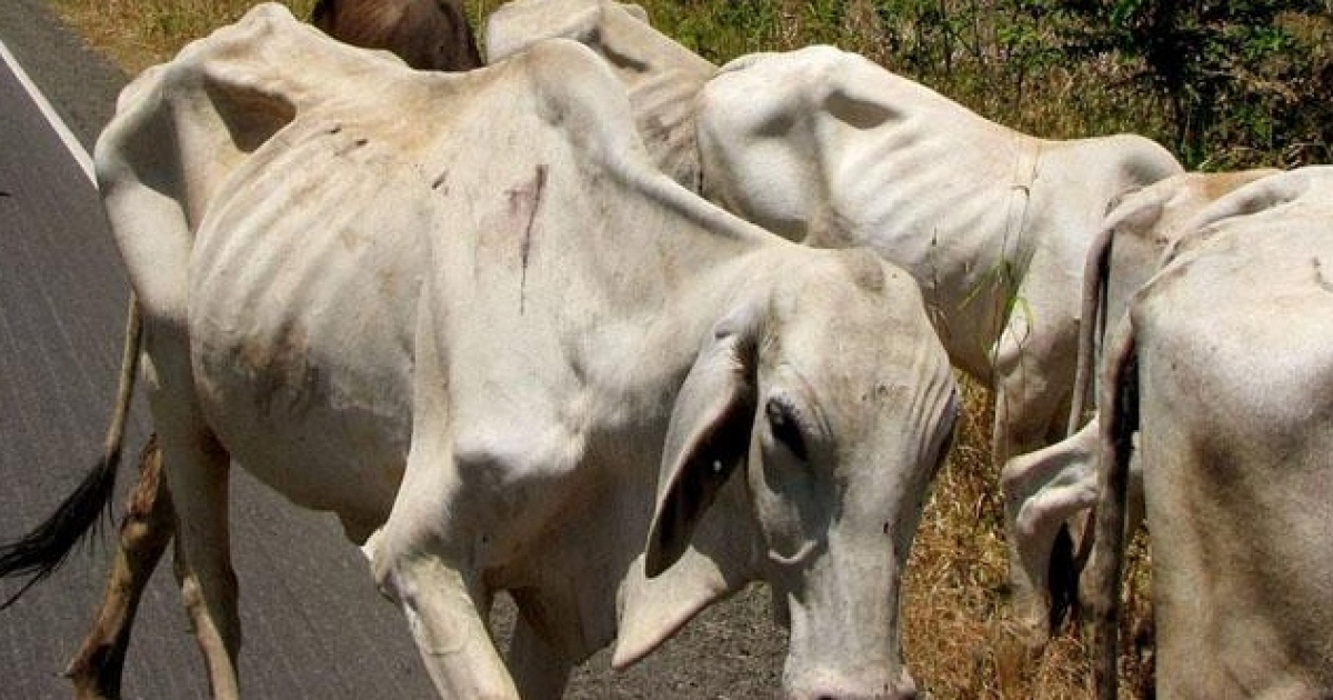 Vacas cebú en Sancti Spíritus (imagen referencial) © ACN