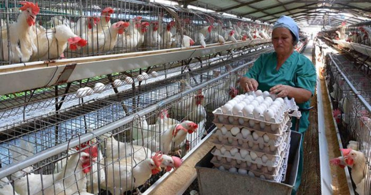 Gobierno de Cuba asegura que ha sobrecumplido la producción de huevos, arroz y maíz. © Granma.