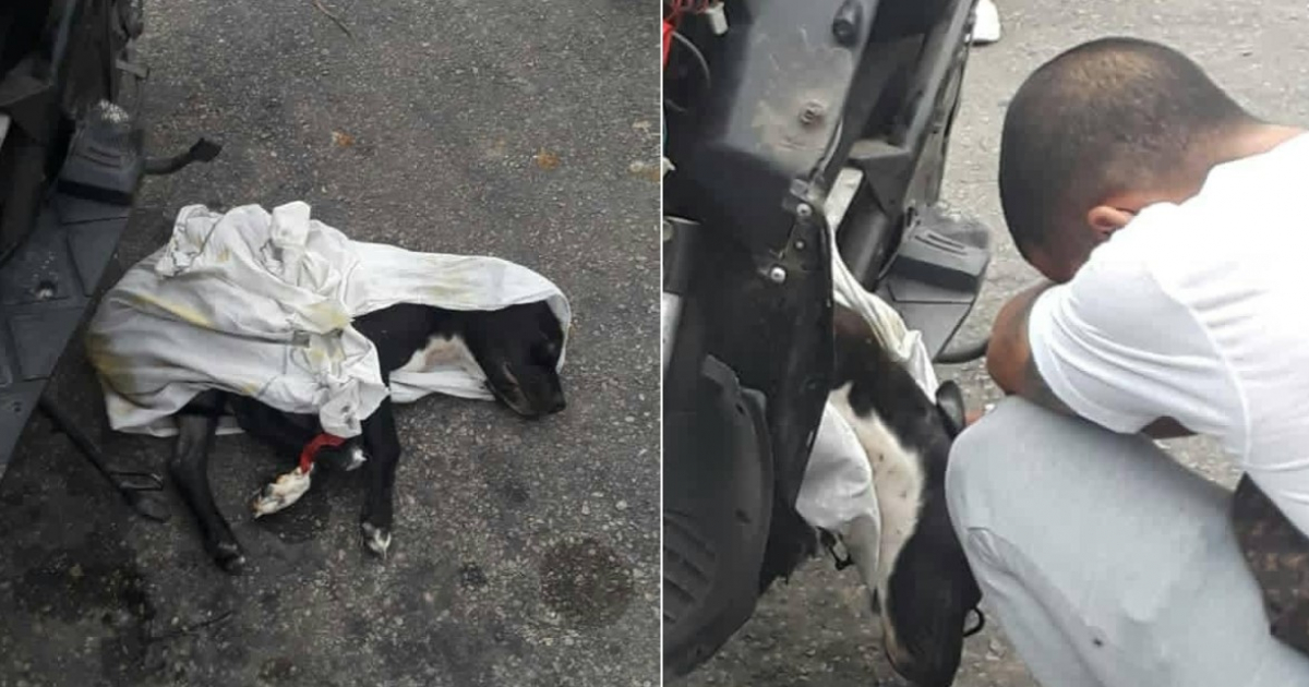 Imagen del perrito y si dueño © Facebook / BAC- Habana