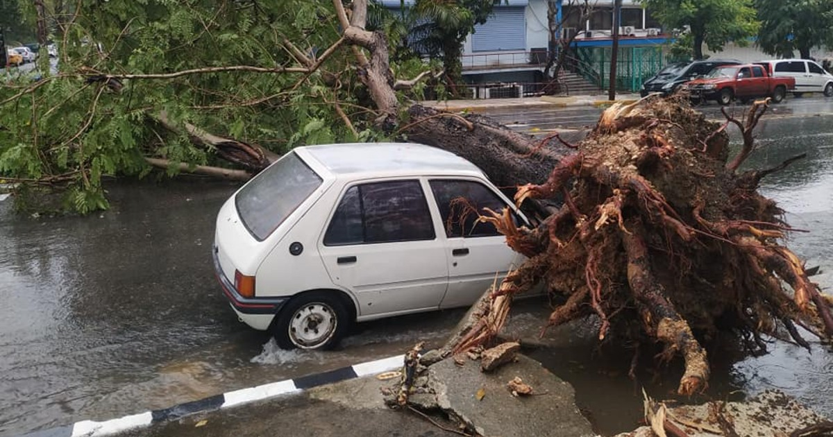 Cae un árbol sobre un Peugeot 205 en la Avenida 23 de El Vedado, La Habana © Grupo de Facebook / Accidentes Buses & Camiones