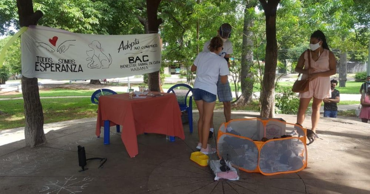 Feria de adopción de animales organizada por BAC © Facebook / BAC-Habana
