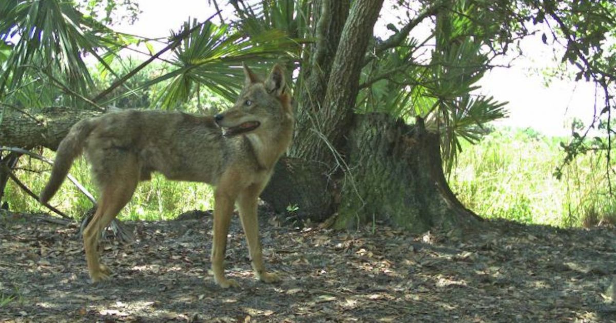 Coyote en Florida © University of Florida/ICAS Website