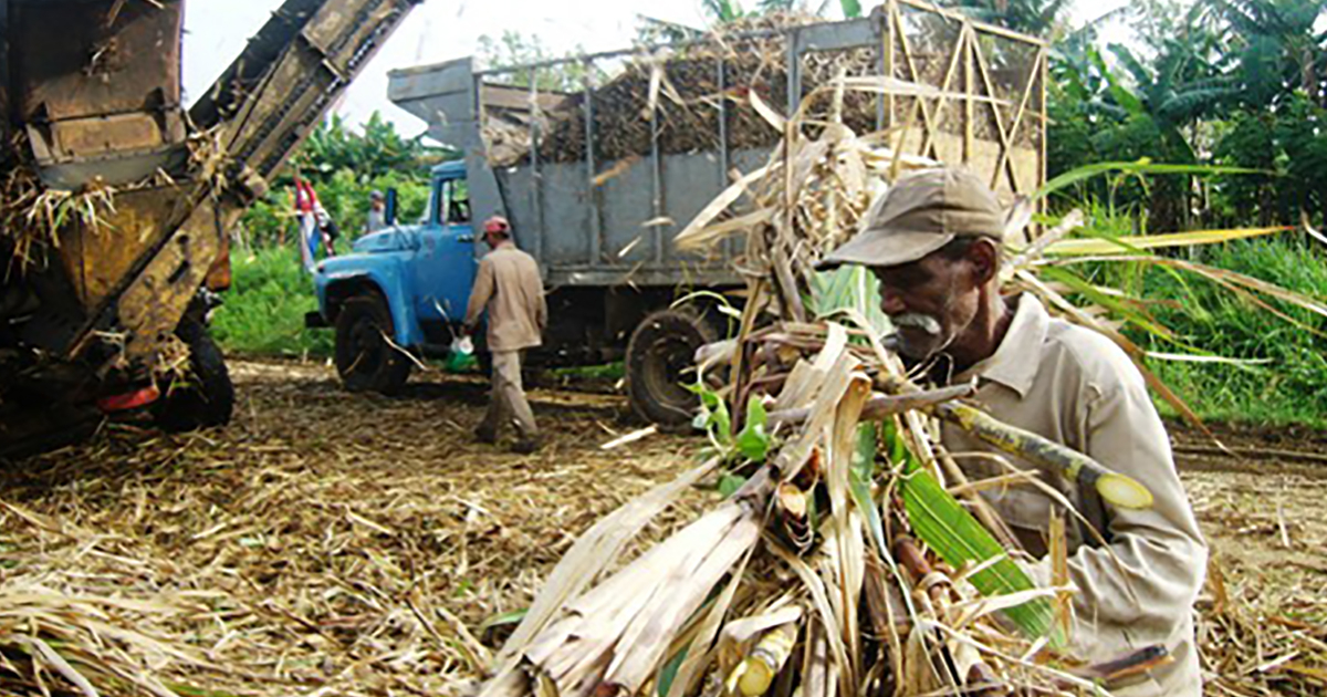 Zafra azucarera en Cuba (Imagen de archivo) © ACN