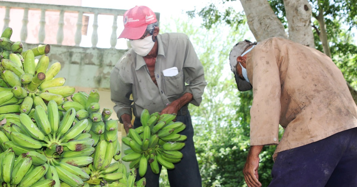 Cultivo de plátanos en Cuba. © Facebook / Nelson Alejandro Rodríguez