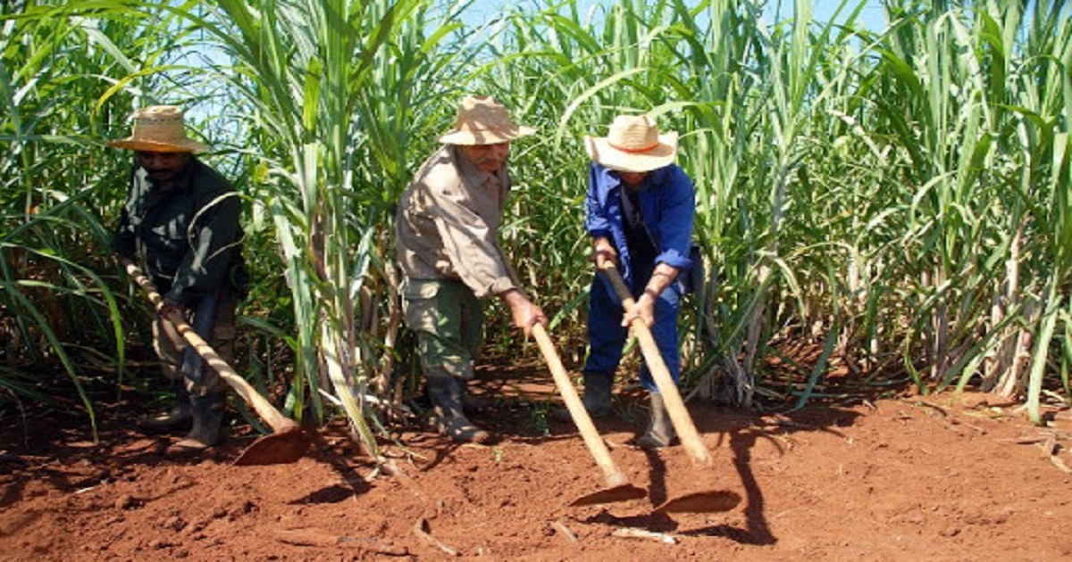 Trabajadores agrícolas cubanos © Periódico Trabajadores
