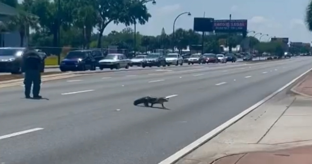 Alligator detiene tráfico en Orlando © Captura de video