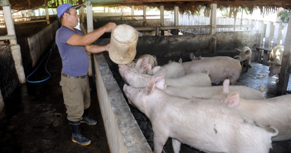 Cerdos en Cuba (referencia) © Tvavila.icrt.cu