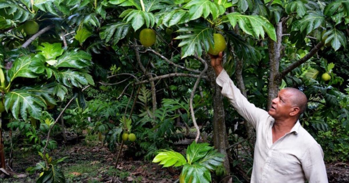 Árbol del pan © Trabajadores