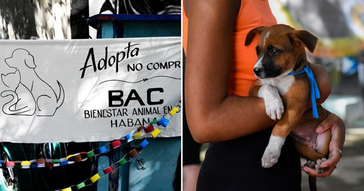 Feria de adopción de animales en San Isidro, La Habana. © Facebook / Javier Larrea Formoso