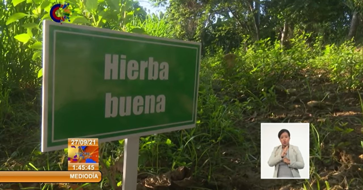Cultivo de plantas medicinales en Cienfuegos © Captura Youtube Canal Caribe