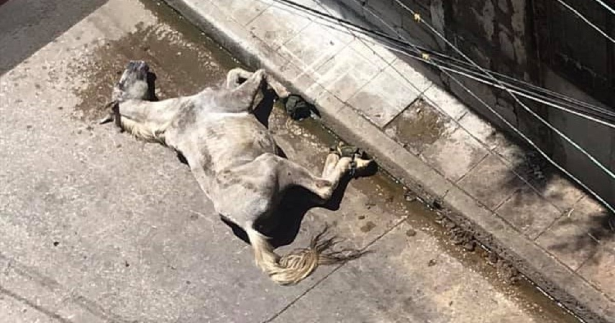Caballo con muestras de maltrato en la calle Apodaca, de la Habana Vieja. © Facebook / Cecilia Gutiérrez Alonso