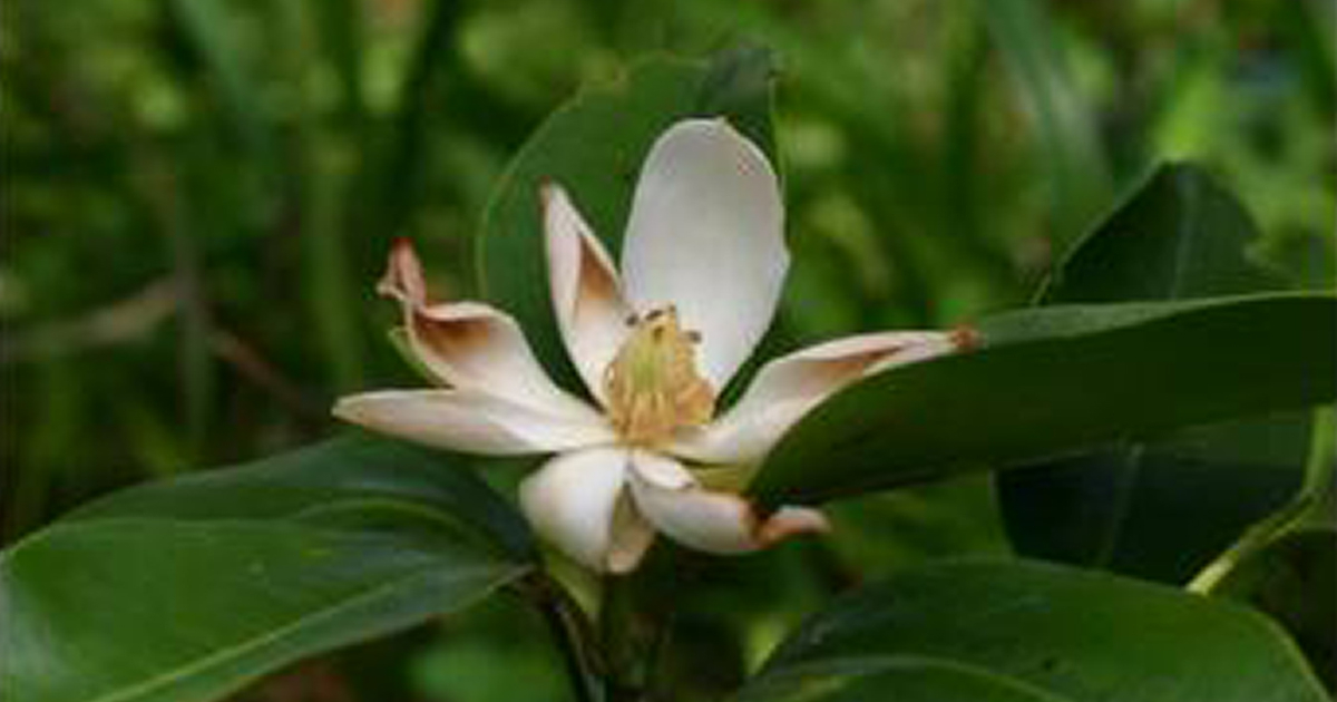 Flor en Cuba (imagen de referencia) © Juventud Rebelde 