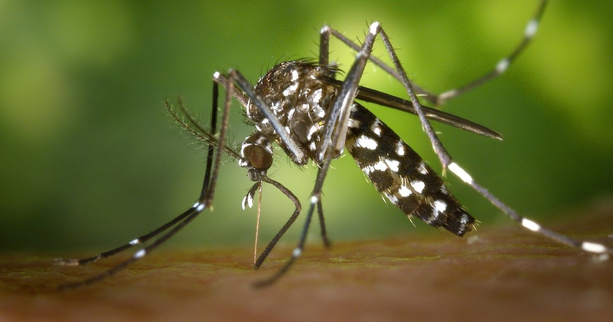 Mosquito Aedes Aegypti © Wikimedia Commons