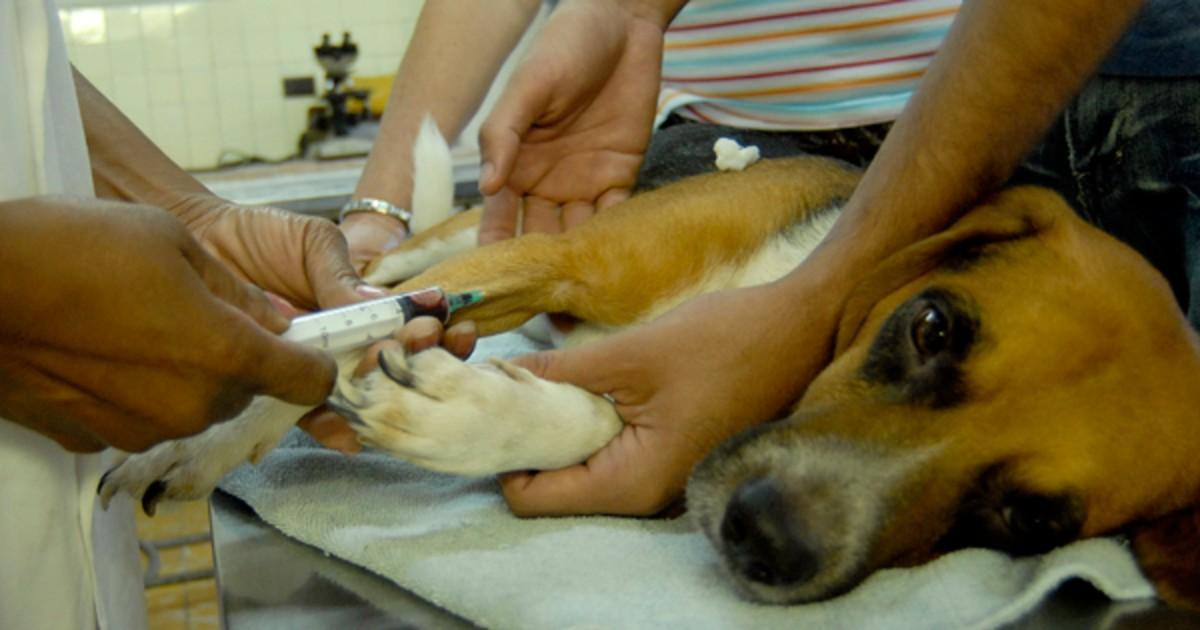 Perro atendido por veterinario (imagen de referencia) © Juventud Rebelde / Roberto Morejón Guerra