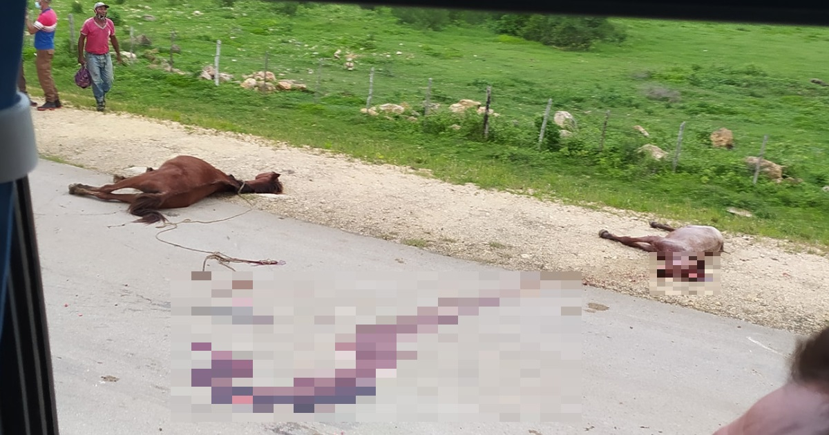 Caballos muertos en la vía © Facebook/Accidentes Buses & Camiones
