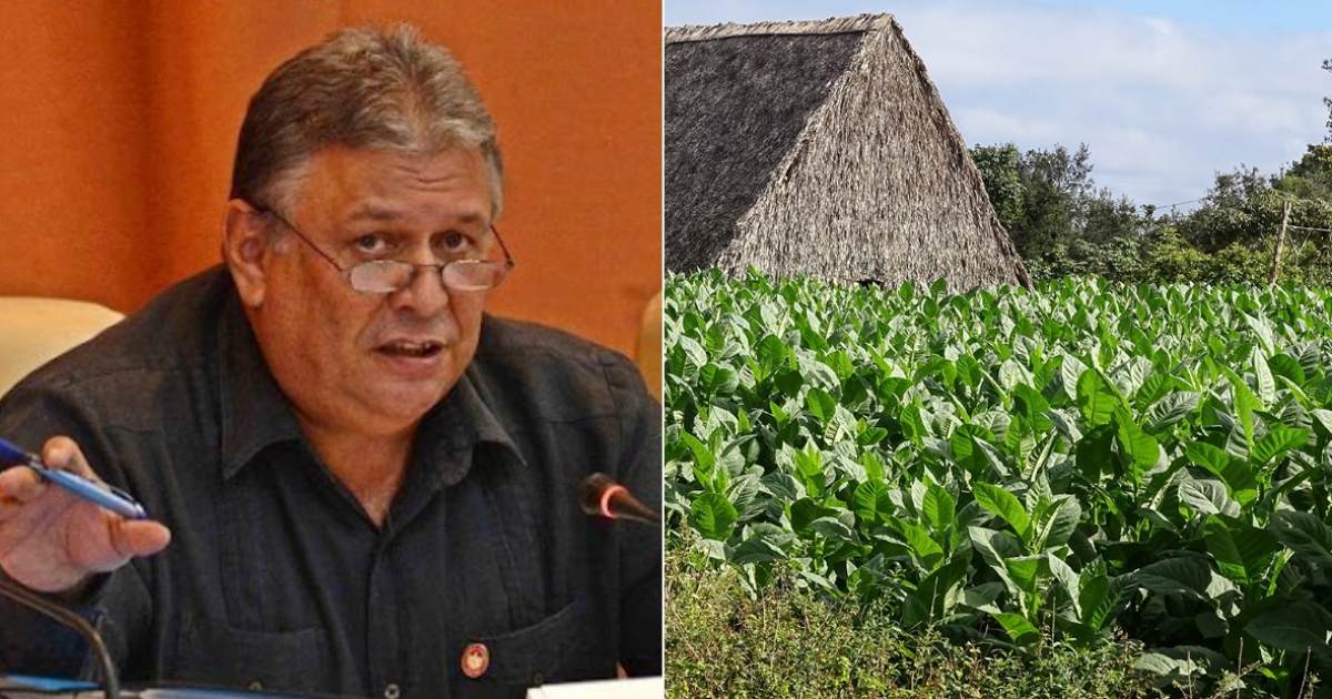 Marino Murillo y una vega de tabaco © Cubadebate - CiberCuba