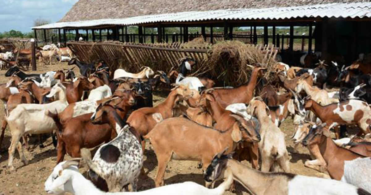 Cabras en Cuba (imagen de referencia) © ACN