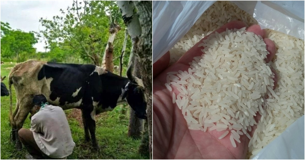 Producción de arroz y leche continuó en picada durante 2021 © Granma/Nora Borges