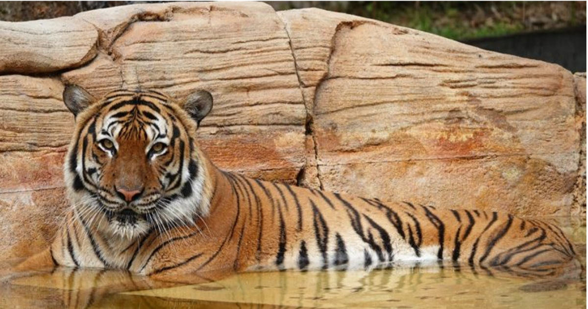 Eko, tigre del zoológico de Naples, Florida © Captura pantalla/ABC-7 News