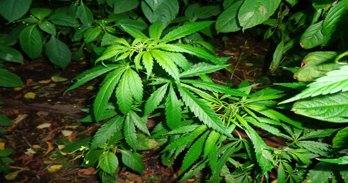 Cannabis Sativa silvestre © Wikimmedia Commons