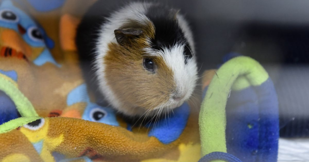 Hamster (referencia) © Pixabay