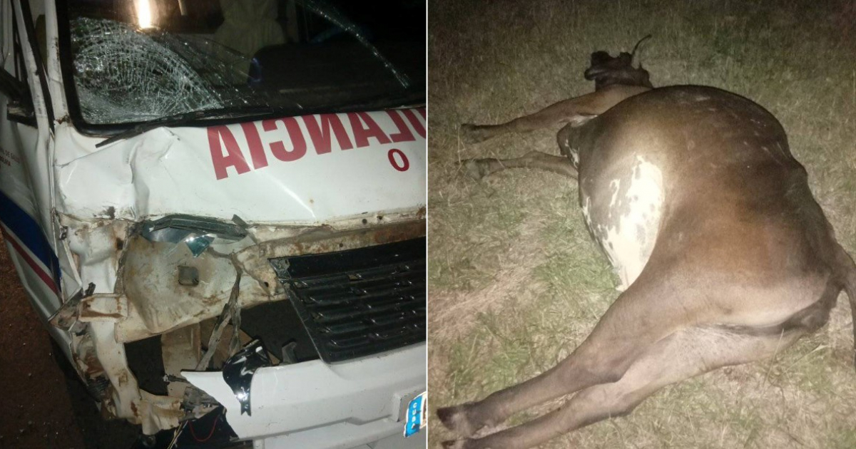 Ambulancia choca contra una vaca en Cuba © Facebook / ACCIDENTES BUSES & CAMIONES por más experiencia y menos víctimas!