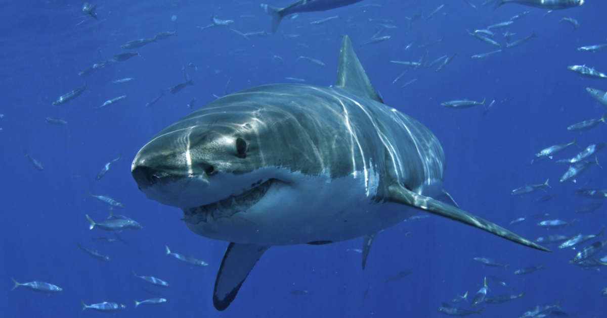Tiburón (Imagen de referencia) © Flickr / SEMARNAT