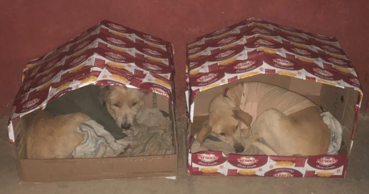 Júnior Consecutivo Alrededores Animalistas construyen casas para proteger del frío a perros callejeros