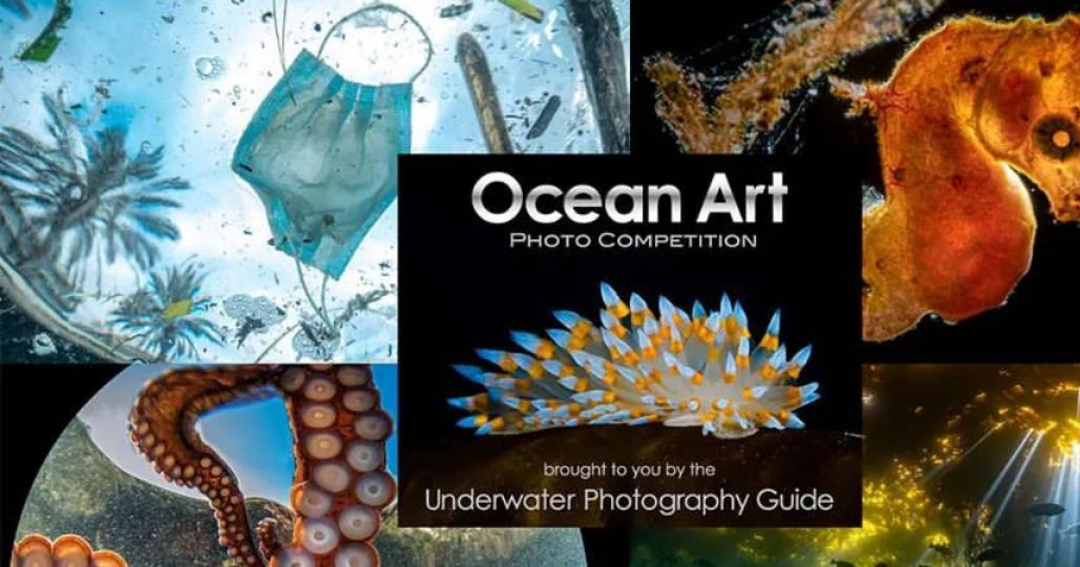  Concurso Anual de Fotografía Submarina de Arte Oceánico © uwphotographyguide