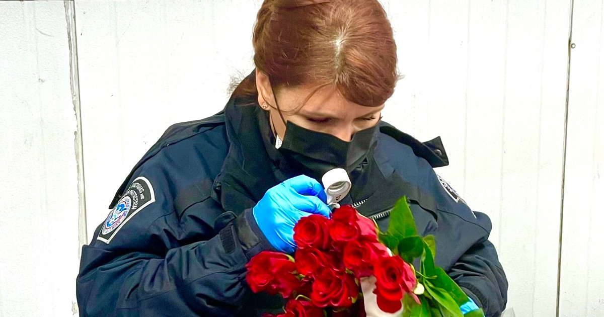 Agente del CBP examina flores en el aeropuerto internacional de Miami © Customs and Border Protection