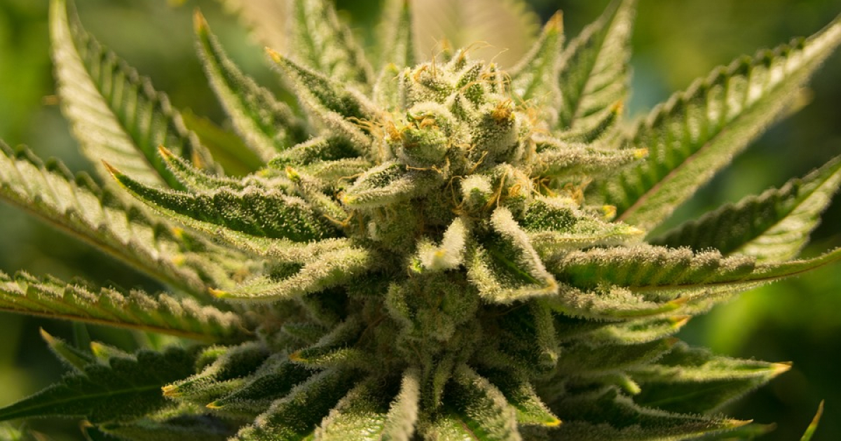 Planta de marihuana (imagen de referencia) © Pixabay