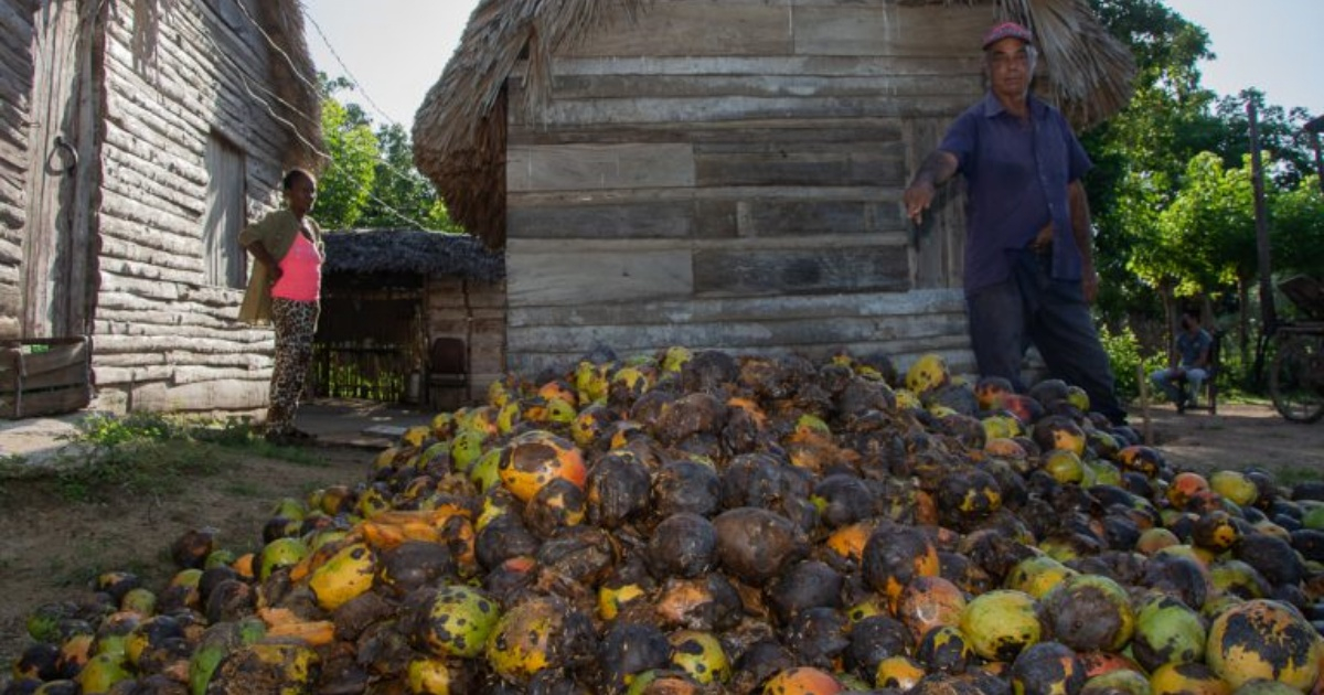 Mangos pudriéndose en Cuba ( Imagen de referencia) © Adelante/ Leandro Pérez Pérez