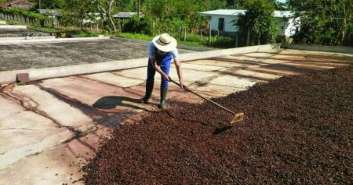 Producción de café en Cuba (imagen de referencia) © Juventud Rebelde 