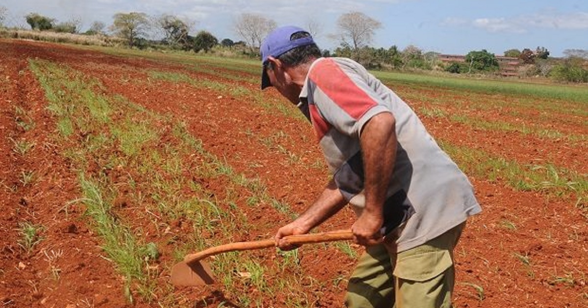 Agricultor en Artemisa © Cubadebate / Otoniel Márquez