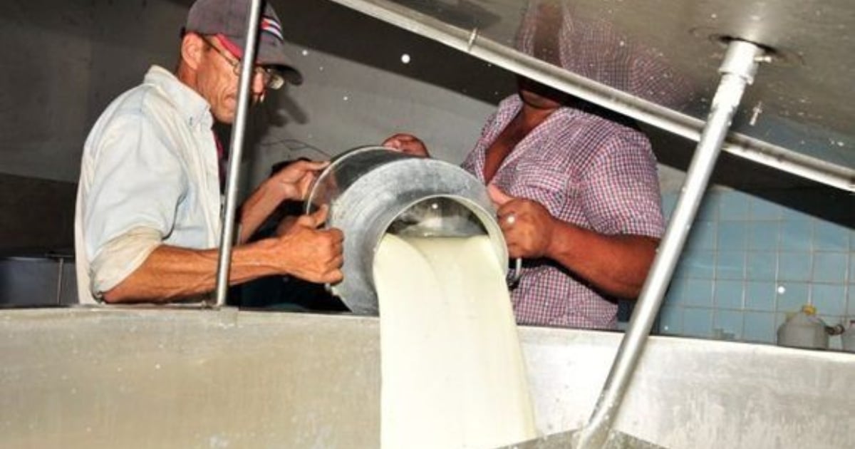 Producción de leche en Cuba (imagen de referencia) © Escambray/ Vicente Brito 