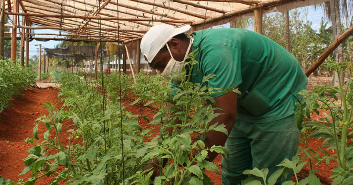 Agricultura urbana en Cuba (imagen de referencia) © ACN