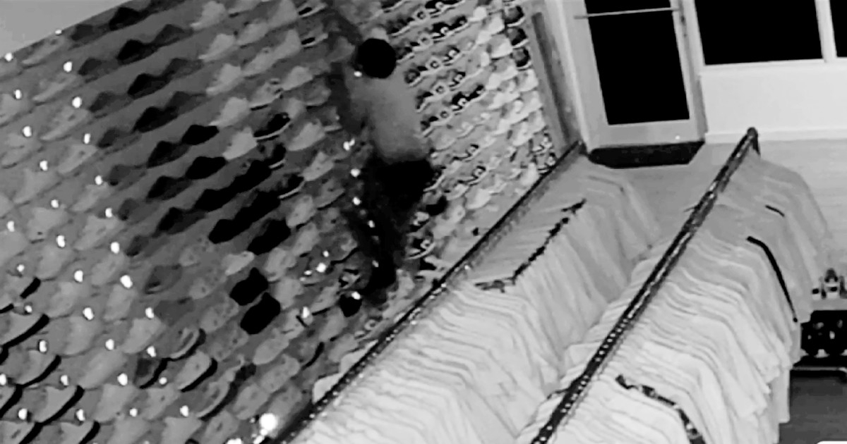 Imágenes del ladrón escalando en la estantería de exhibición © newsknown.com
