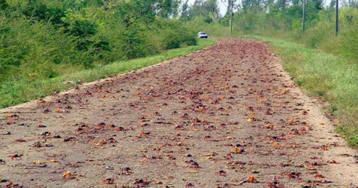 Cangrejos rojos aplastados por vehículos © Radio Taíno 