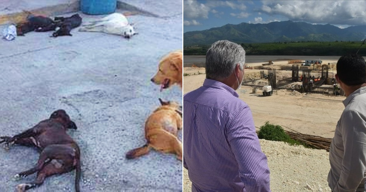 Perros envenenados en la Nueva Fábrica de Cemento e imágenes de las instalaciones visitadas por Díaz-Canel (imagen de referencia) © Twitter / @FiloProtector - Juventud Rebelde