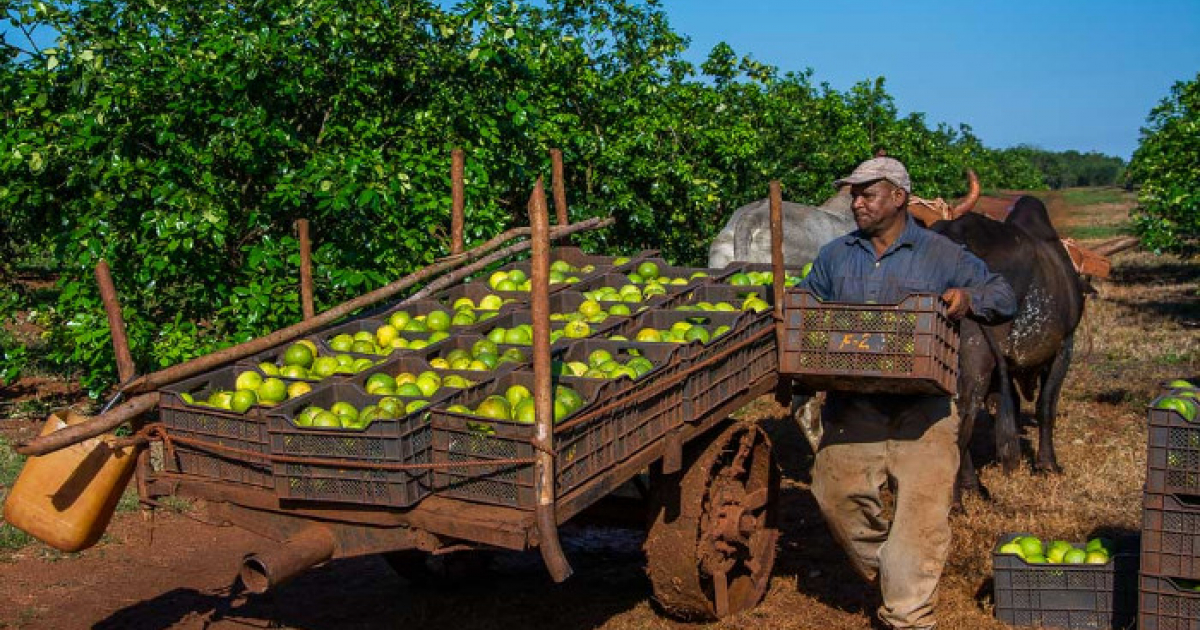 Cosecha de naranjas en Cuba © ACN