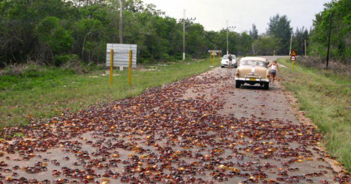 Migración de cangrejos en la carretera de Playa Larga a Playa Girón © Facebook / Dimecuba