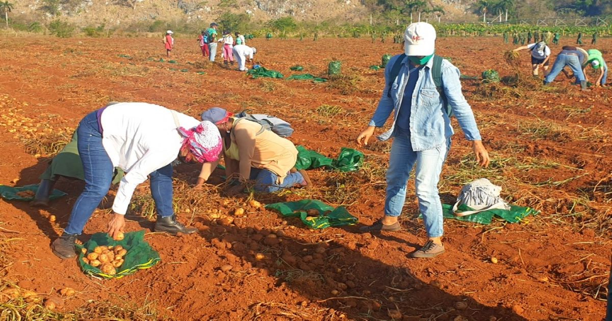 Cosecha de papa en la Isla de la Juventud © ACN/Roberto Díaz Martorell