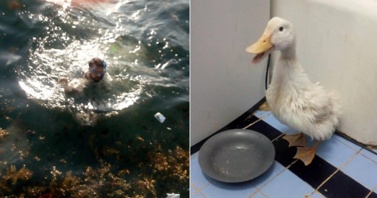 Rescate del pato en la Bahía de La Habana / Pato © Facebook 
