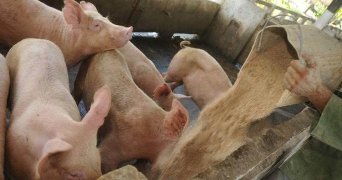 Cría de cerdos en Las Tunas © Periódico 26