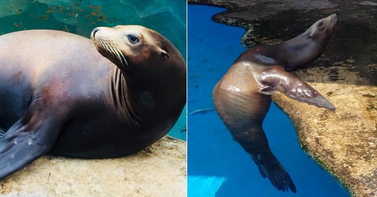 El antes y el después del león marino "Jocker". © Facebook/Viviendo como Daguerre