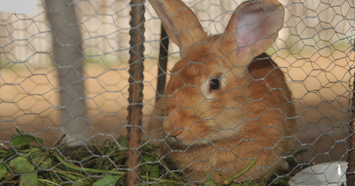 Cría de conejos en Las Tunas © Periódico 26