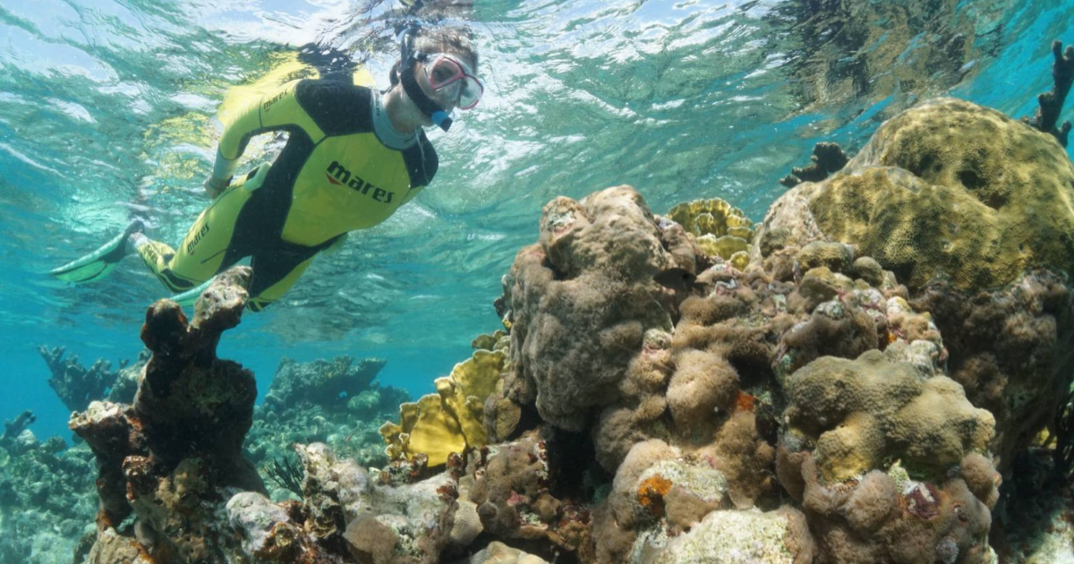 En los últimos 30 años se ha incrementado la pérdida de corales © Facebook / Luis Muiño