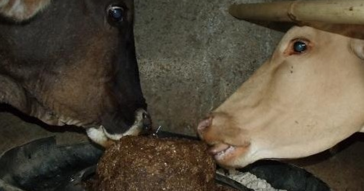 Vacas cubanas consumen pajumel, mezcla de paja y miel © Radio Cadena Agramonte
