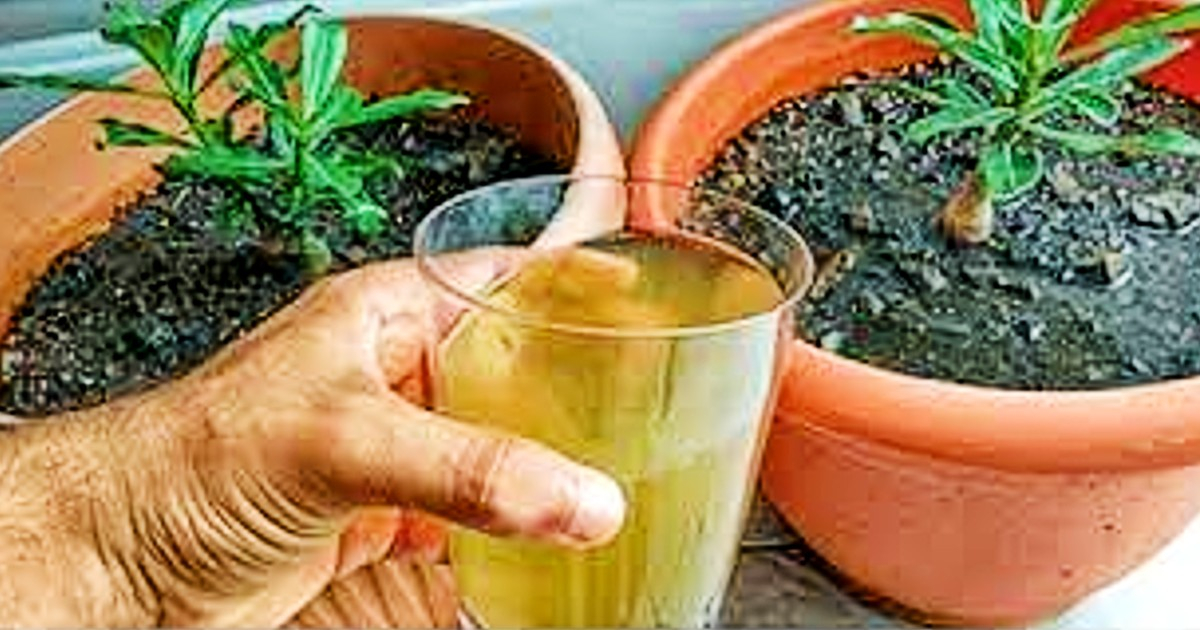 Fertilización de plantas con orina humana © ecojardinmagico.com