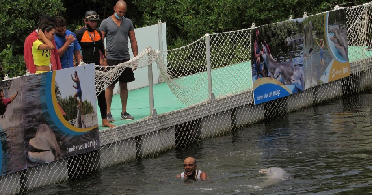 Hombre se lanza al delfinario de Varadero al grito de Libertad para los delfines © Tremenda Nota